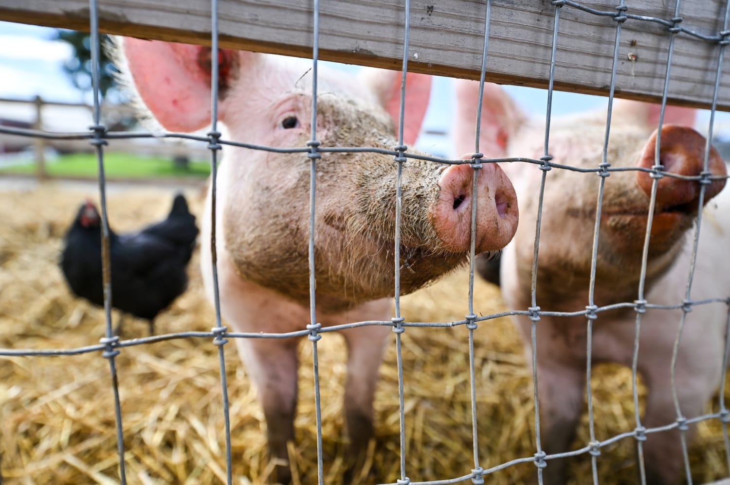 Detectan por primera vez en la historia a un cerdo contagiado de gripe aviar en EEUU