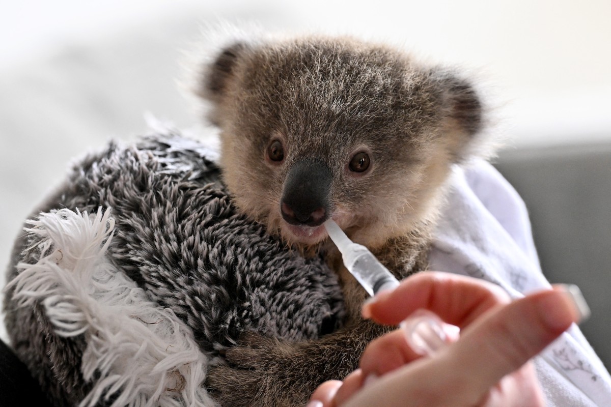 Los koalas, amenazados por las carreteras y la clamidia en Australia