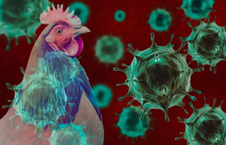 Australia destinó 64 millones de dólares para luchar contra la cepa H5N1 de la gripe aviar