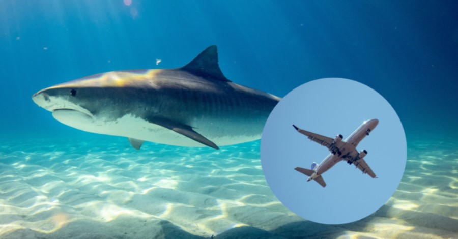 AeroShark: cómo los aviones están usando tecnología inspirada en tiburones para reducir contaminación