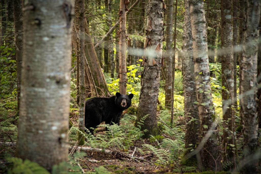 Fingió un ataque de oso para encubrir asesinato de excursionista en Tennessee, pero su complot se cayó