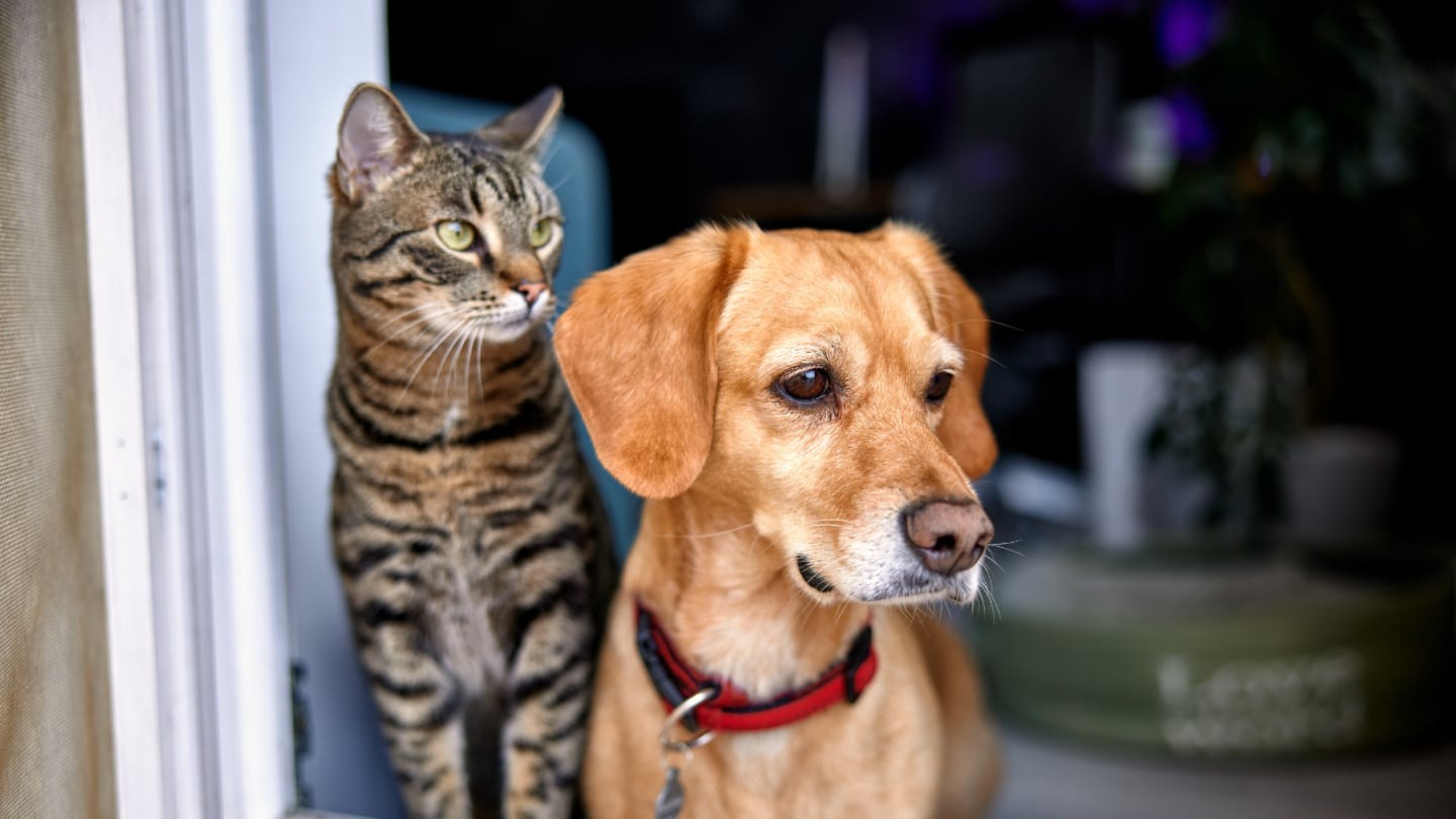 ¿Es más inteligente el gato o el perro? Lo que reveló un reciente estudio científico