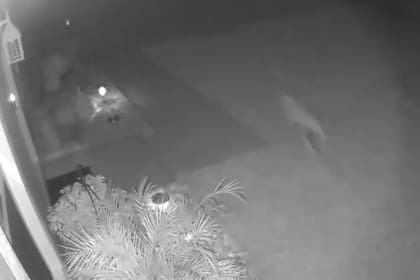 El VIDEO viral de un “dinosaurio bebé” en el patio de una casa en Florida