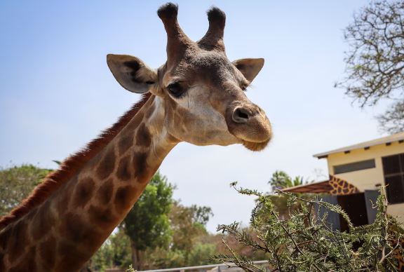 Expertos temen que las jirafas muy pronto puedan unirse a lista de animales en extinción