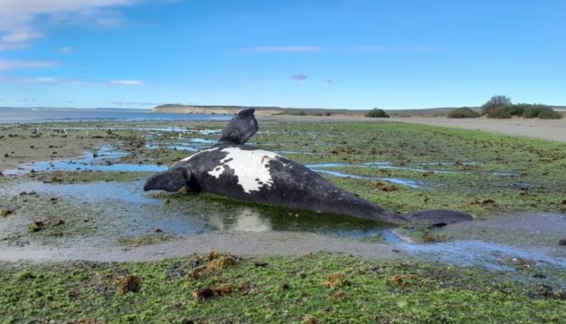 Preocupación ambiental en Argentina luego de la muerte de 21 ballenas en península Valdés