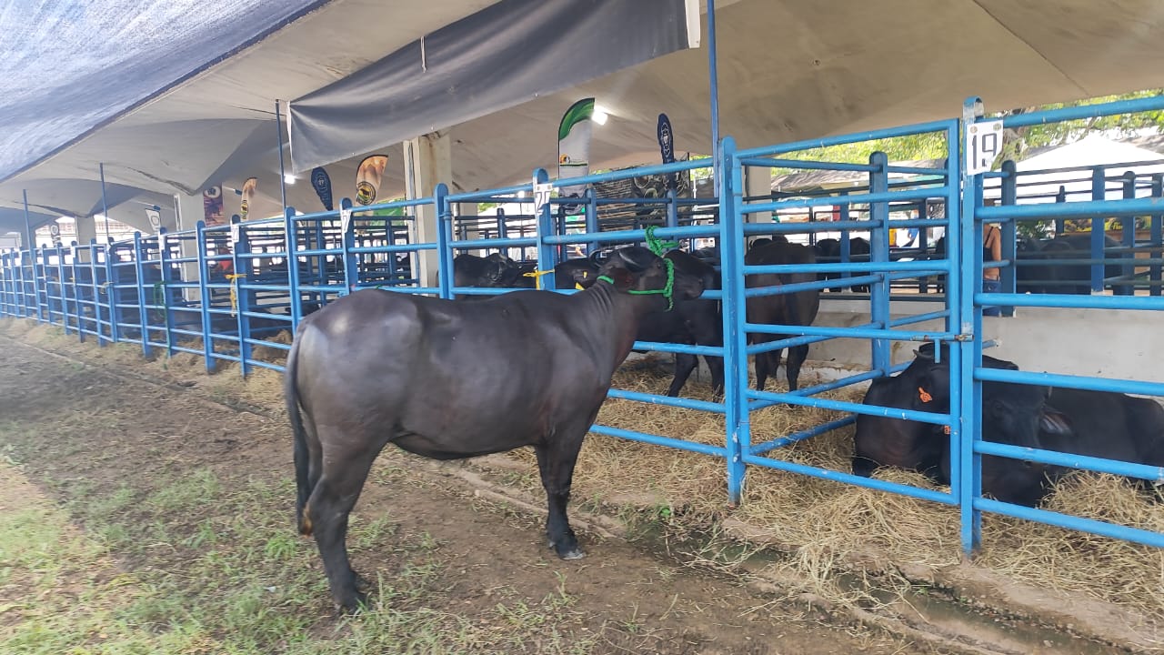 Ganadería bufalina aumenta en Apure y la posiciona como la entidad de mayor auge