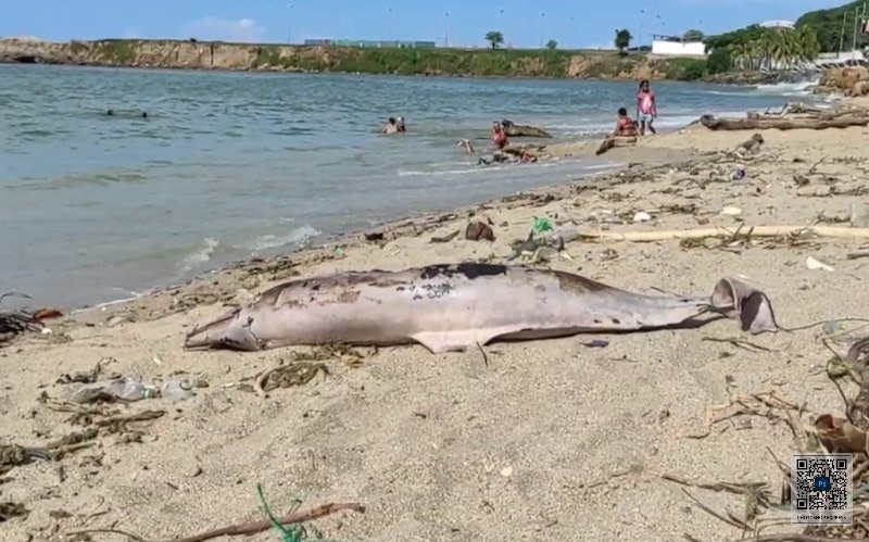 Investigan alarmante aparición de delfines muertos en costas de Carúpano 