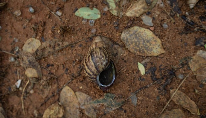 Caracol africano reaparece en varios municipios del estado Zulia tras las intensas lluvias