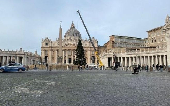 Recogen firmas para evitar talar el árbol de Navidad destinado a la plaza de San Pedro