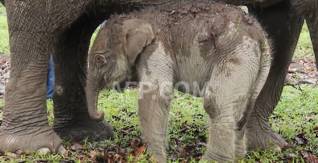 Nace en Indonesia elefanta de Sumatra, en grave peligro de extinción