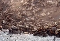 Avalancha de leones marinos en California: impactante VIDEO de los animales deslizándose hacia el mar