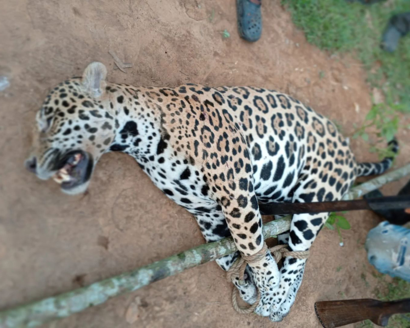 El trágico final de un jaguar en la Sierra de Perijá (VIDEO)