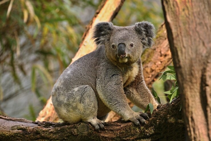 VIRAL: Volvió a su casa después del trabajo y se encontró un koala dentro de su habitación (VIDEO)