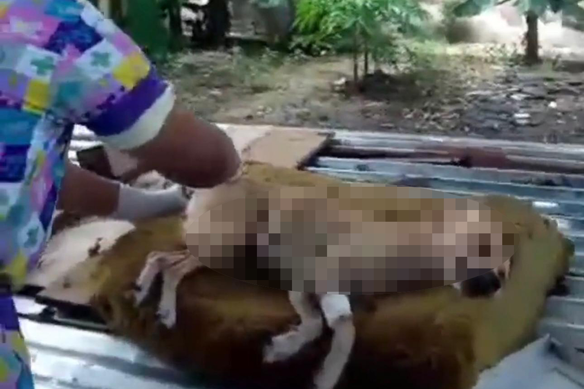 Horror en Maracay: Arrojaron comida envenenada a refugio de animales y cuatro peludos murieron