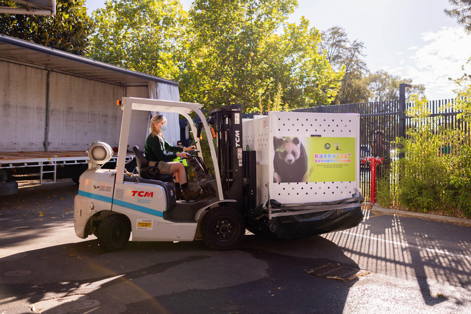 Australia recibe dos pandas gigantes de China para reflejar la normalización de sus lazos (Fotos)