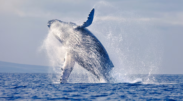 Una ballena jorobada realiza una migración récord de más de 12 mil kilómetros a través de tres océanos