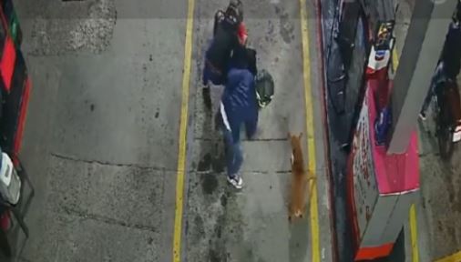 Valiente perro se enfrentó a ladrones y frustró robo en gasolinera de Colombia (VIDEO)