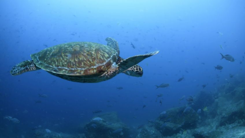 Tres personas murieron y al menos 32 fueron hospitalizadas por comer una tortuga marina guisada