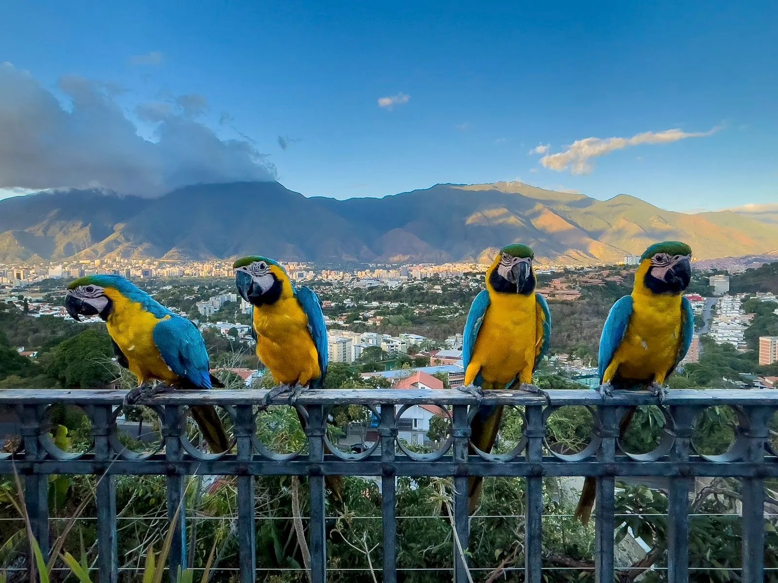 Guacamayas sufren heridas mortales a causa de las canchas de pádel en Caracas (Video)