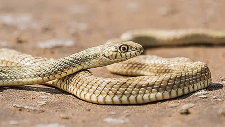 ¡De espanto! Estaban por dormir la siesta y se encontraron con una serpiente debajo de la cama