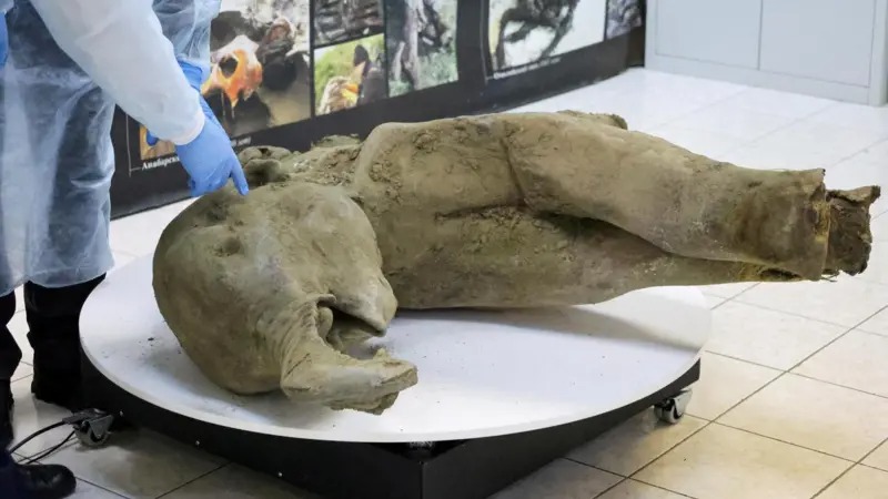 Los restos de una cría de mamut de 50 mil años de antigüedad descubiertos en perfecto estado de conservación