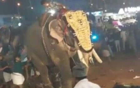 Al menos 20 heridos por ataque de elefante en festival de la India