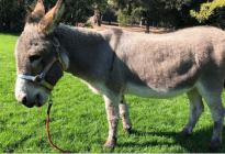 Adiós a Perry, el burro que inspiró al icónico personaje de Shrek