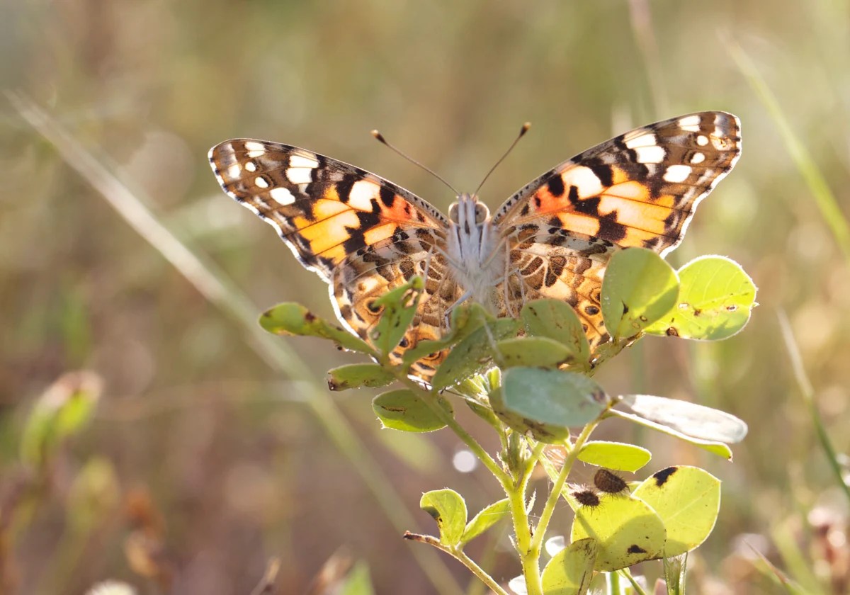 Una mariposa exótica vuela tres mil kilómetros de Japón a Hong Kong en un récord migratorio